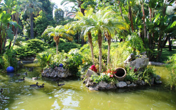 Картинка природа парк водоем пальмы утки