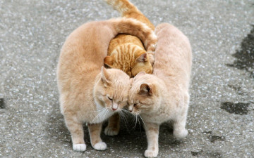 Картинка животные коты друзья котэ