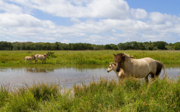 Картинка животные лошади лошадьи трава лето
