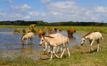 Картинка животные разные вместе коровы лошадьи