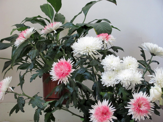 Обои картинки фото цветы, хризантемы, розовый, белый