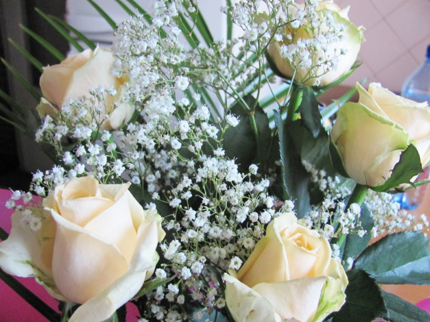 Обои картинки фото цветы, розы, гипсофила, папоротник