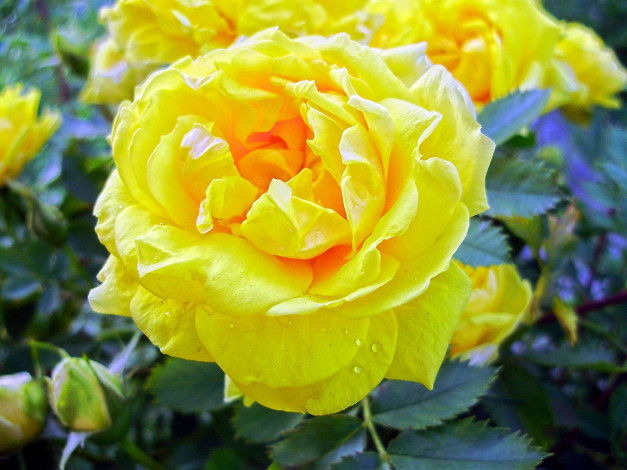 Обои картинки фото цветы, розы, лепестки, капли, желтый