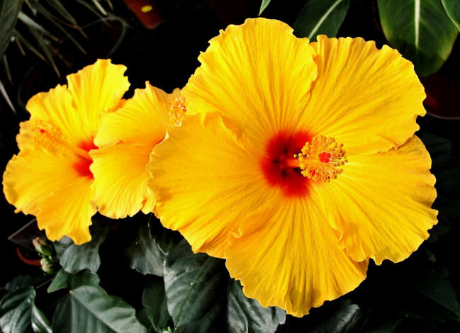 Обои картинки фото цветы, гибискусы, желтый, яркий