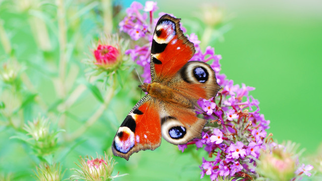 Обои картинки фото животные, бабочки, фиолетовый, цветок