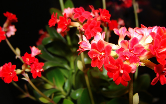 Обои картинки фото цветы, каланхоэ, красный