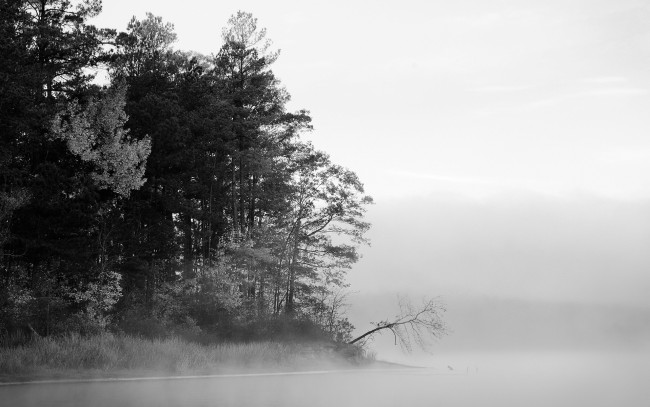 Обои картинки фото природа, деревья, туман