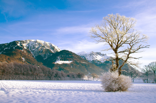 Обои картинки фото природа, зима, куст, снег, дерево, лес, горы