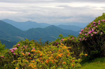 Картинка mountain rhododendrons north carolina природа горы пейзаж
