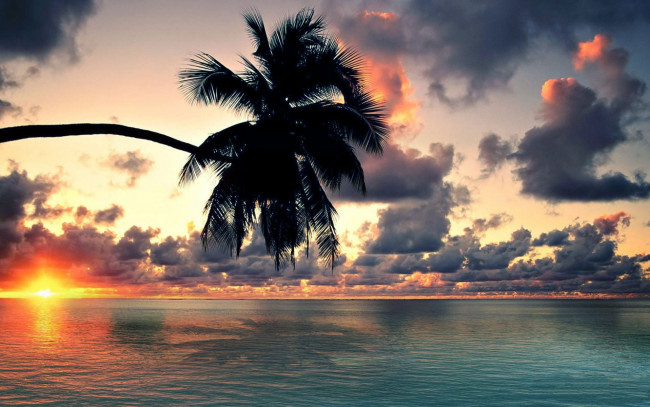 Обои картинки фото природа, восходы, закаты, океан, тропики, облака, солнце, пальма, горизонт