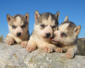 Картинка животные собаки лайки щенки камни хаски