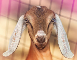 Картинка животные козы коза уши взгляд портрет