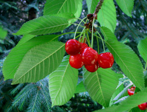 Картинка природа Ягоды вишня листья ягоды