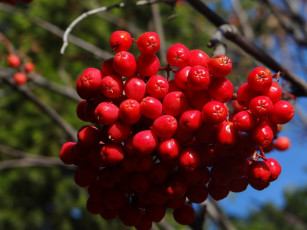 Картинка природа Ягоды +рябина макро красные ягоды