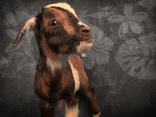 Картинка животные козы ткань коза козлёнок коричневый