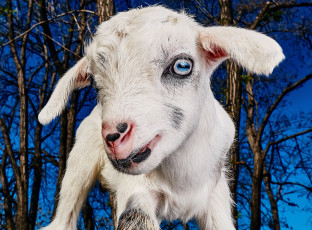 Картинка животные козы козлёнок козочка белый