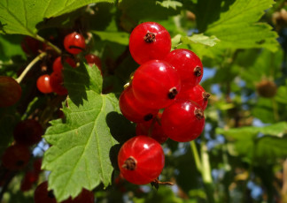 Картинка природа Ягоды ягоды красная смородина макро лето