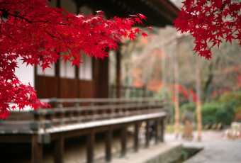 Картинка природа деревья двор строение красные пагода листья ветки клен
