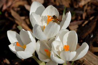 Картинка цветы крокусы пчела насекомые белые весна макро