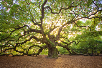Картинка природа деревья крона дуб
