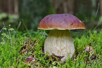 Картинка природа грибы мох боровик лес