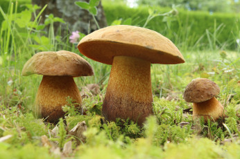 Картинка природа грибы моховики
