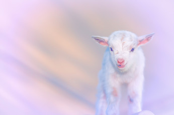 Картинка животные козы козлёнок белый фон розовый малыш обработка