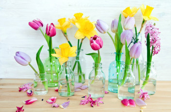 Картинка цветы разные+вместе нарциссы тюльпаны гиацинты