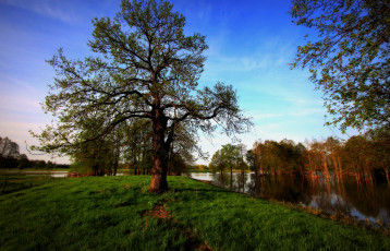 Картинка природа реки озера дерево пригорок река