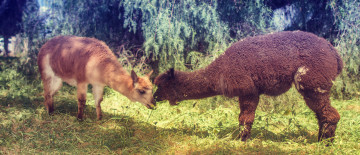 Картинка животные ламы трава пара