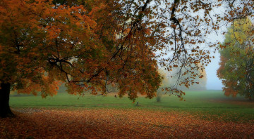 Картинка природа деревья поляна дуб туман