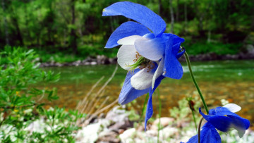 Картинка цветы аквилегия+ водосбор синий