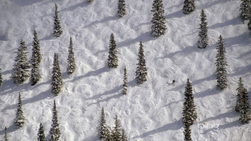 Картинка природа зима аспен колорадо сша склон снег деревья ель лыжник