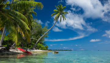 Картинка природа тропики океан пальмы