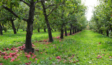 Картинка природа деревья яблони сад