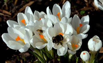обоя цветы, крокусы, белые, весна, макро, пчела, насекомые, шмель