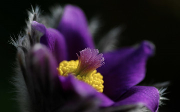 Картинка цветы анемоны +сон-трава макро лиловый