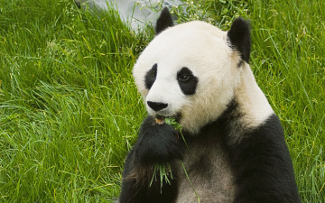 Картинка панда животные панды красивое животное