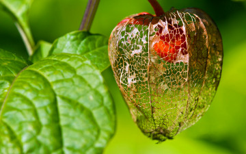 Картинка природа Ягоды растение листья китайский фонарик