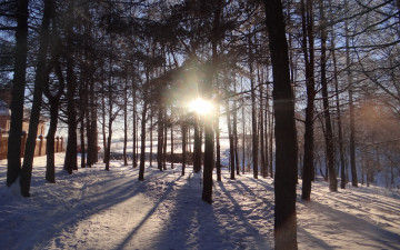 Картинка природа зима снег лес солнце утро