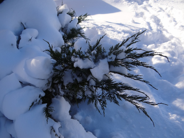 Обои картинки фото природа, зима, куст, снег