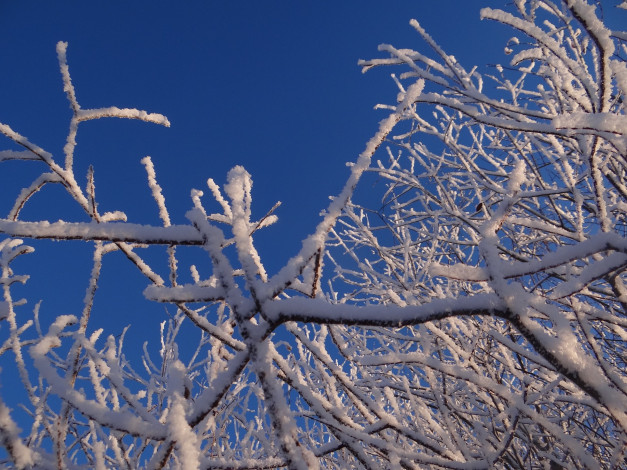 Обои картинки фото природа, зима, небо, ветки, мороз, иней