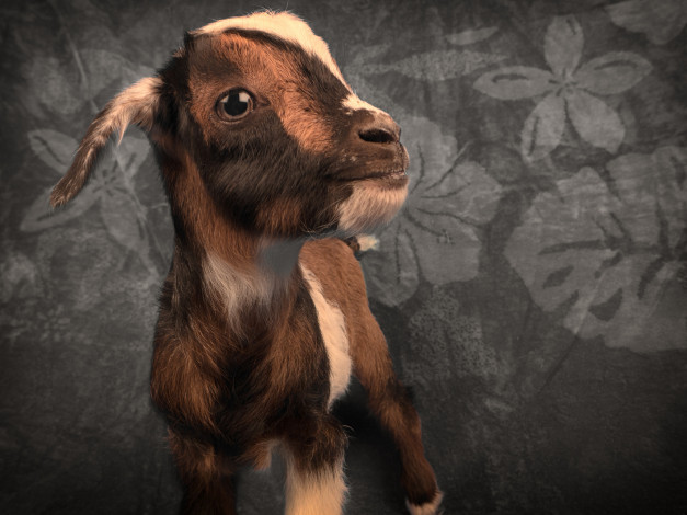 Обои картинки фото животные, козы, ткань, коза, козлёнок, коричневый