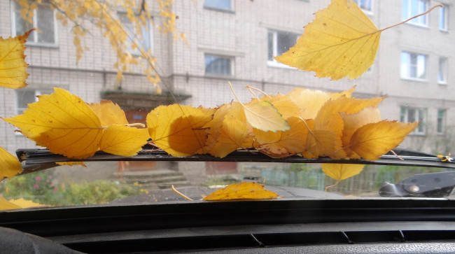 Обои картинки фото природа, листья, стекло, осень, берёзовые