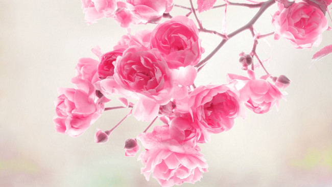 Обои картинки фото цветы, розы, roses, flowers, pink