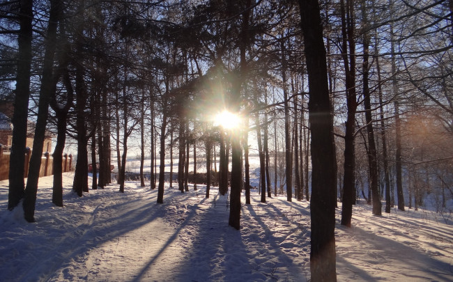 Обои картинки фото природа, зима, снег, лес, солнце, утро