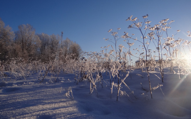 Обои картинки фото природа, зима, снег, солнечно, трава
