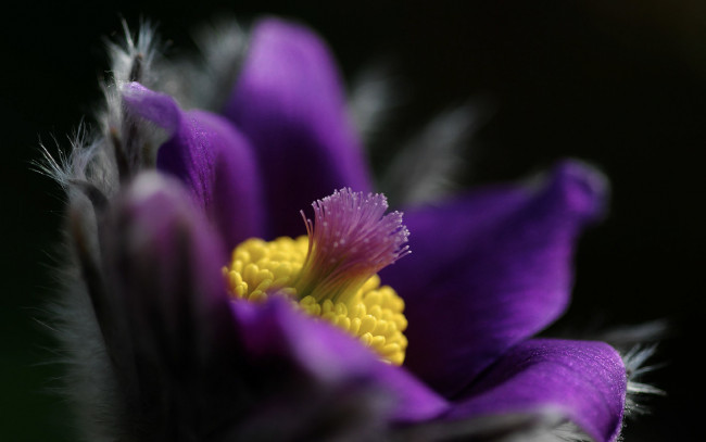 Обои картинки фото цветы, анемоны,  сон-трава, макро, лиловый