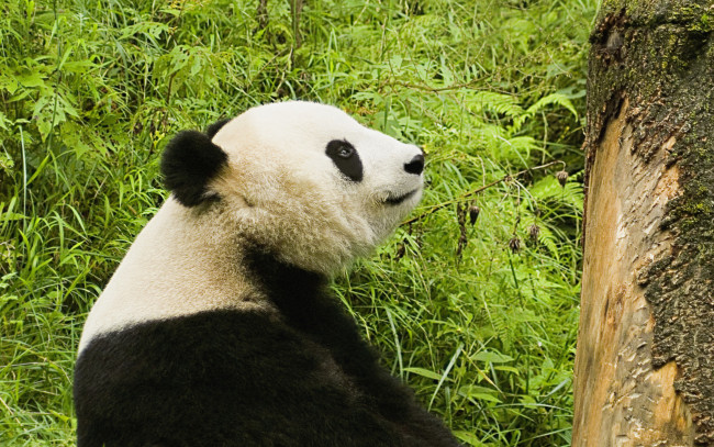 Обои картинки фото панда, животные, панды, красивое, животное