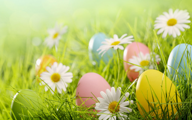 Обои картинки фото праздничные, пасха, поляна, яйца, ромашки, трава, flowers, spring, eggs, easter